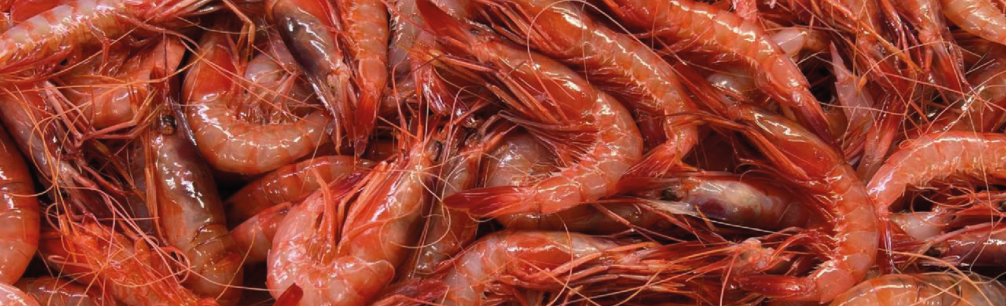 Comprar Marisco a Domicilio El Rincón de Huelva